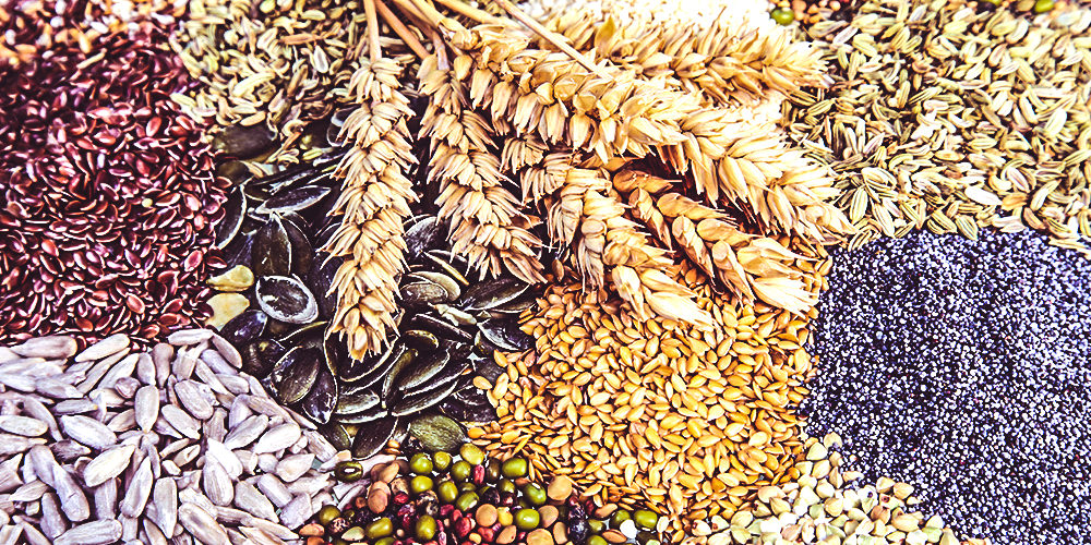 targovia-zarneni-maslodaini-kulturi